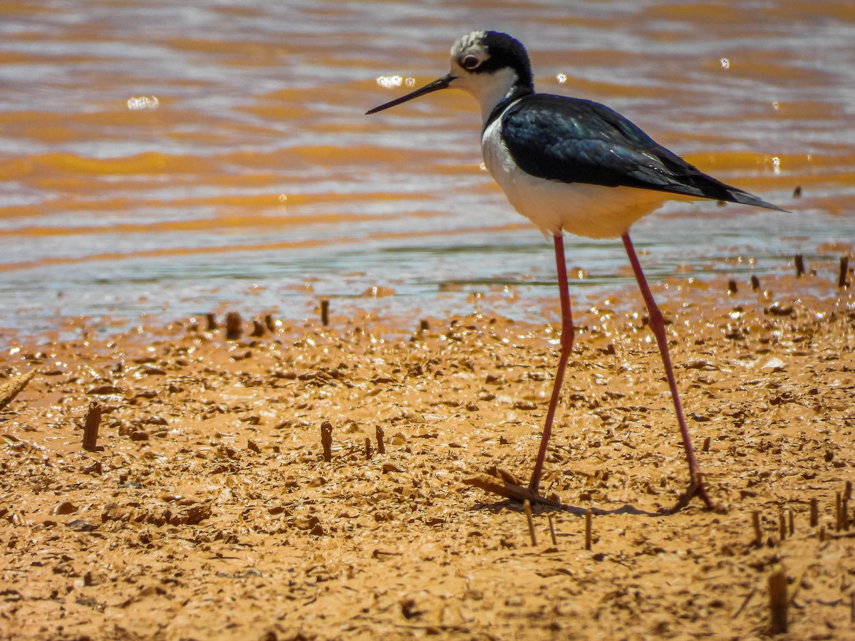 Black-necked Stilt (White-backed) - José Silvestre Vieira