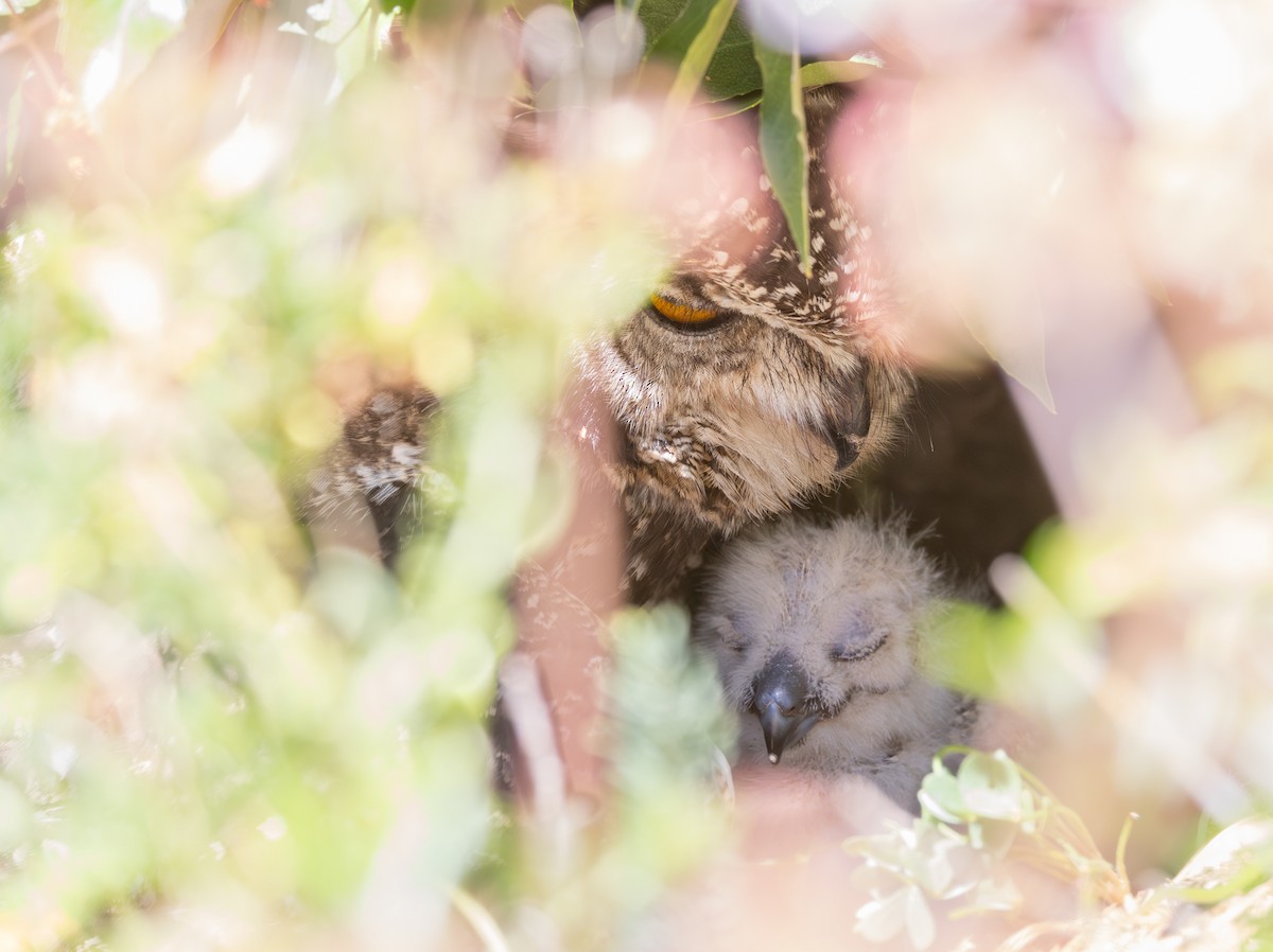 Benekli Puhu - ML644328964