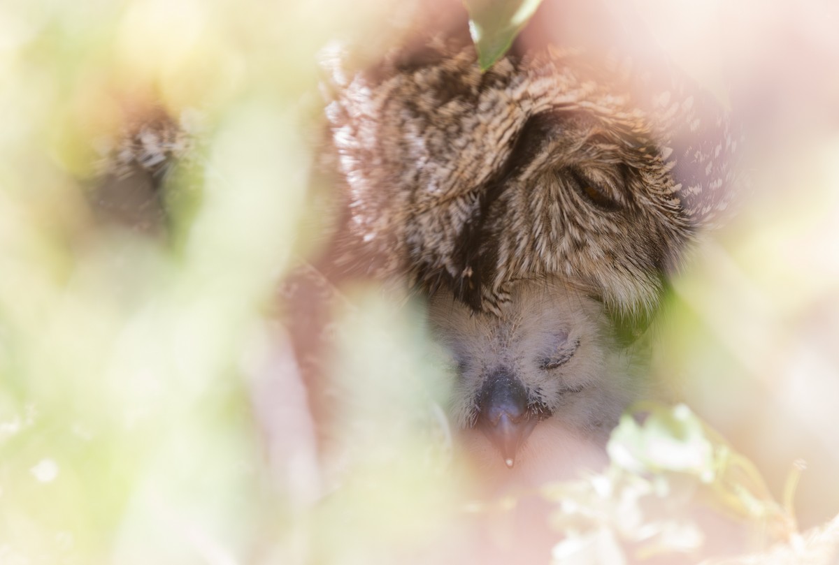 Benekli Puhu - ML644328965