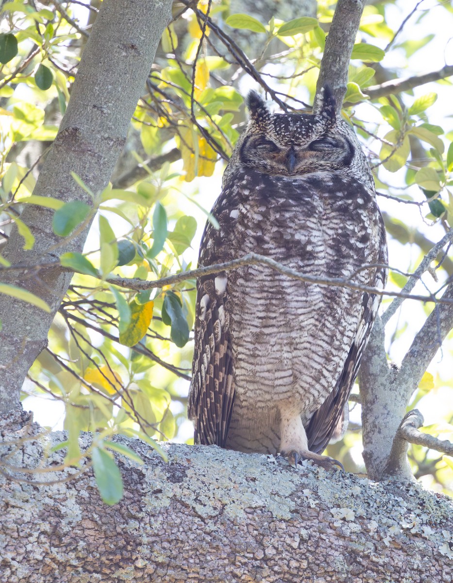 Benekli Puhu - ML644328966