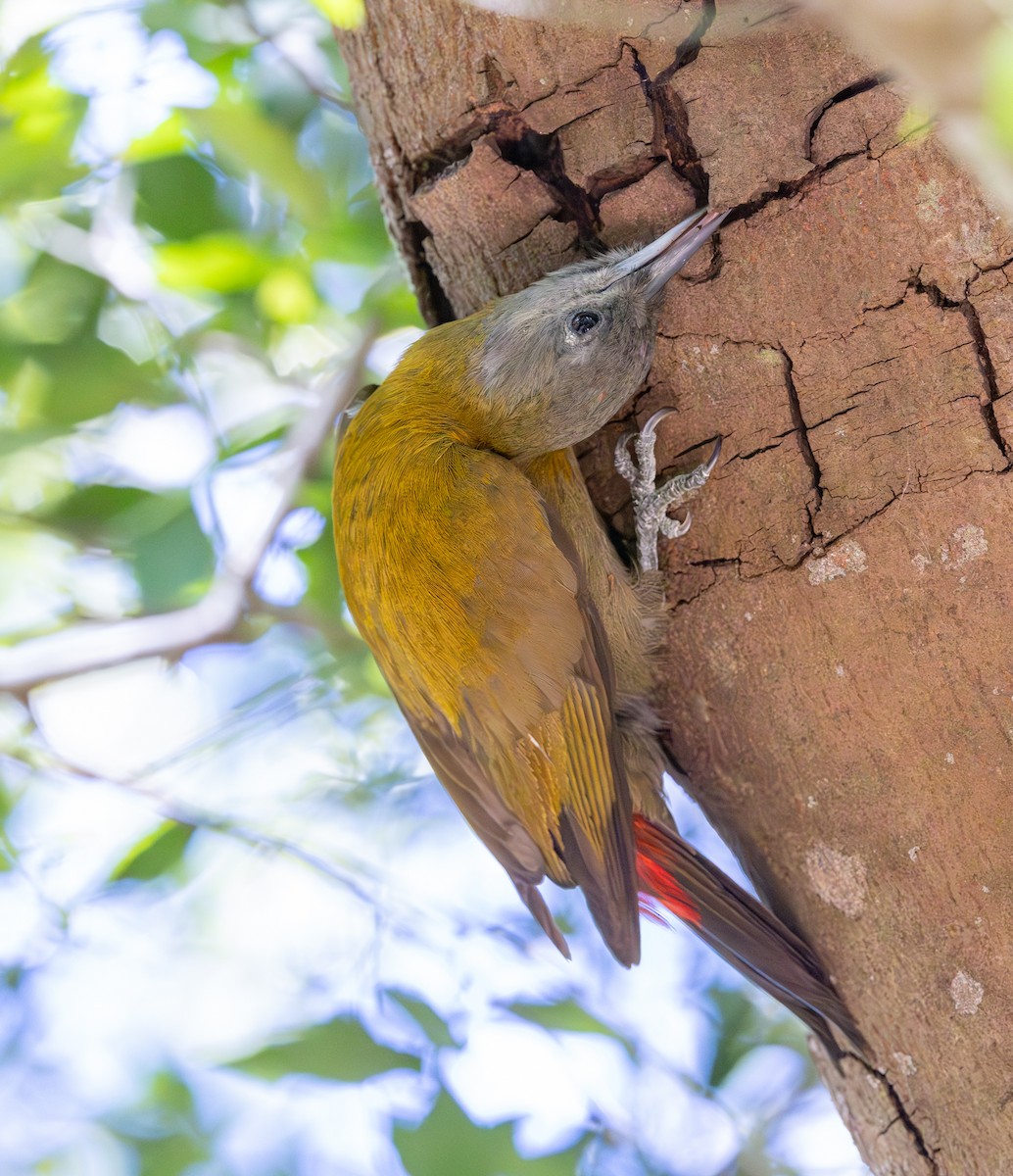 Zeytuni Ağaçkakan - ML644328968