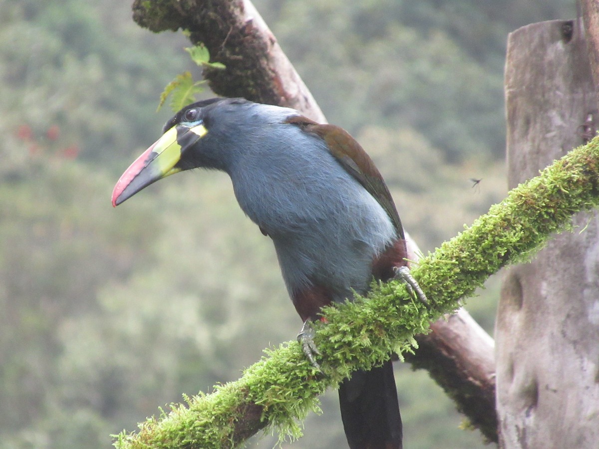 Toucan bleu - ML644328973