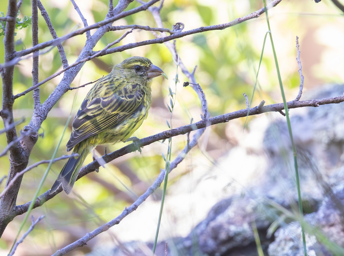 Orman İsketesi - ML644328975