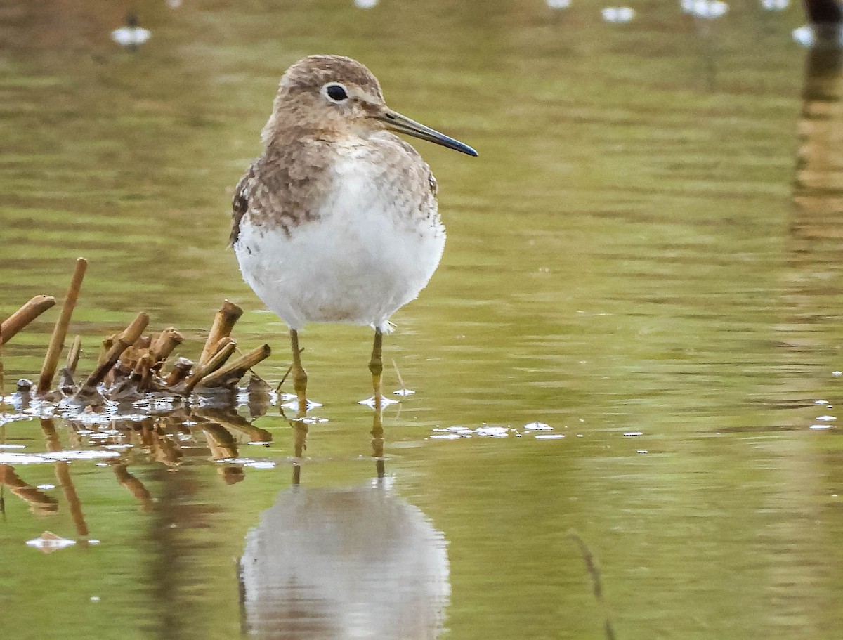 コシグロクサシギ - ML644328982