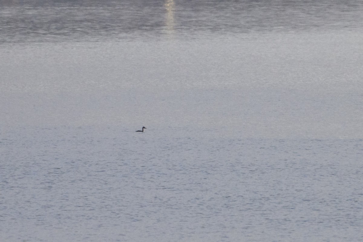 Red-necked Grebe - Simon Villeneuve