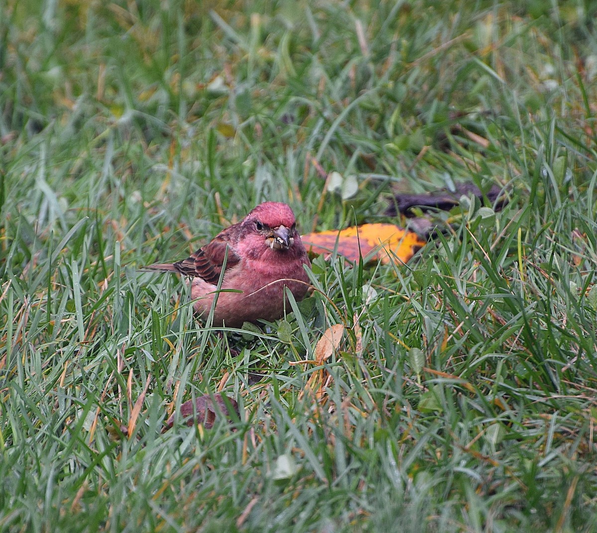 ムラサキマシコ（purpureus） - ML644328991