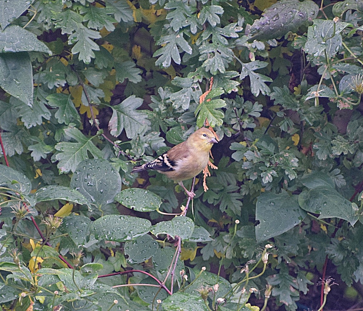 gulstillits - ML644329014