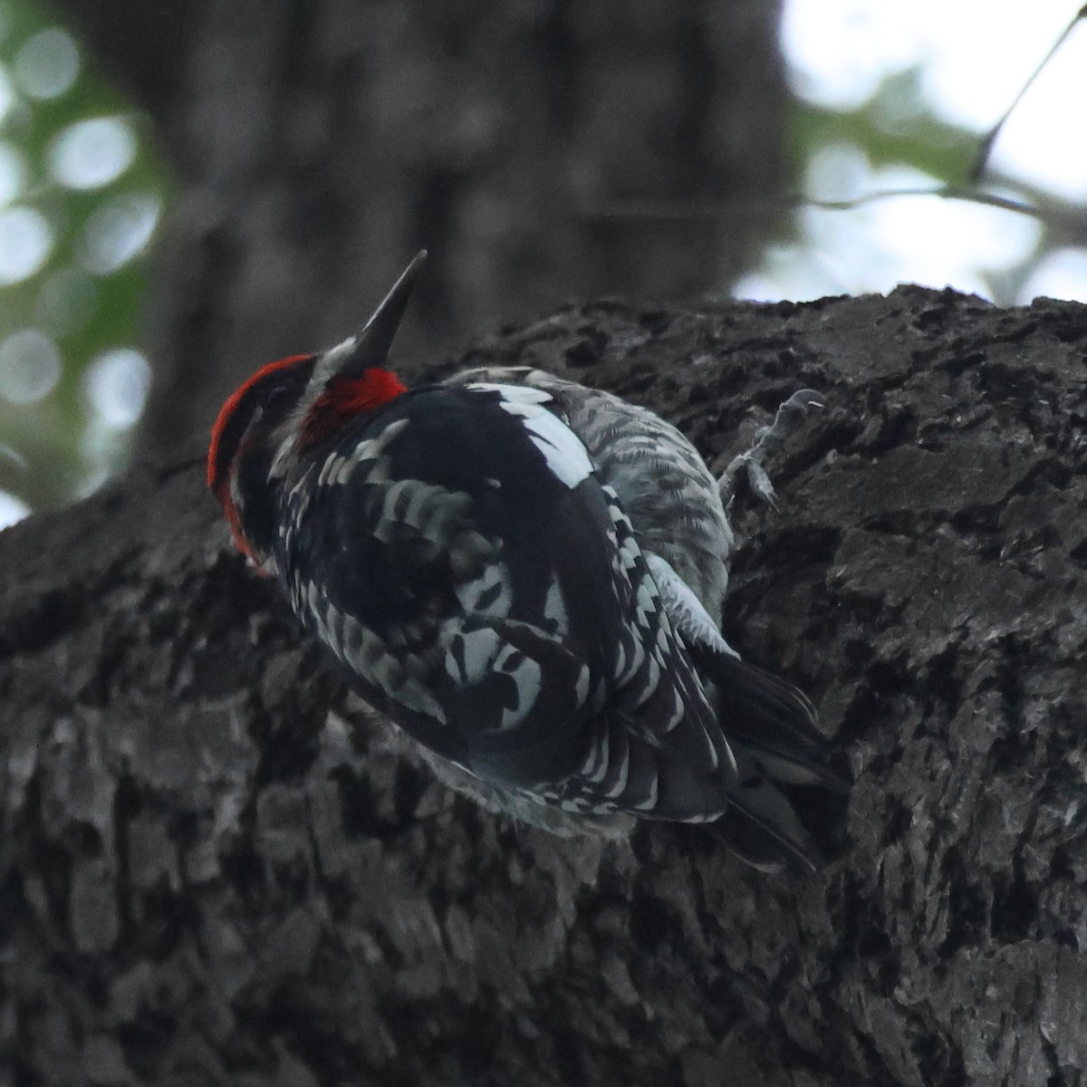 Rotnacken-Saftlecker - ML644329019