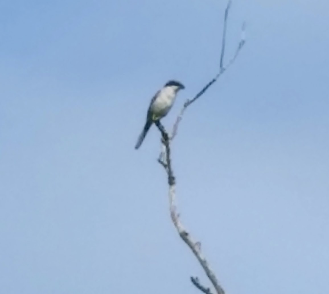 Loggerhead Shrike - ML644329020