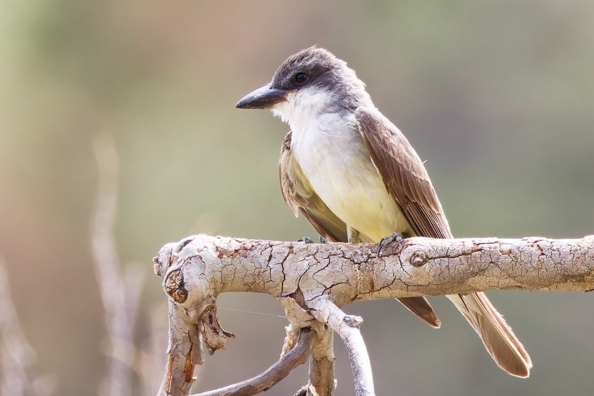 Thick-billed Kingbird - ML644329021