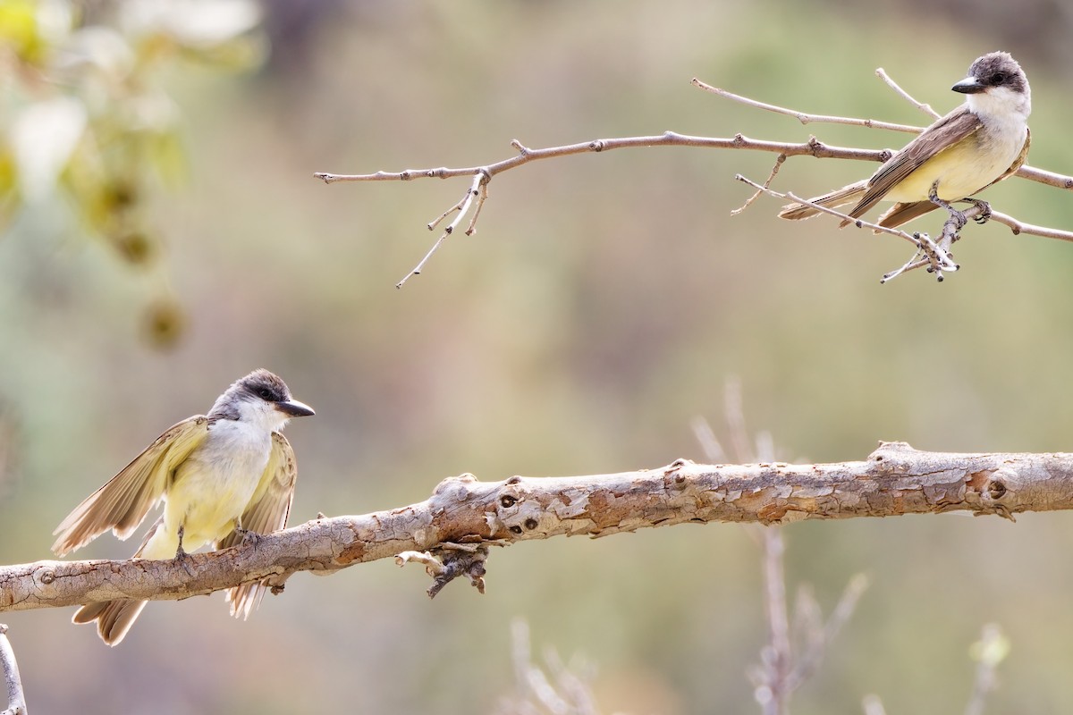 Thick-billed Kingbird - ML644329022