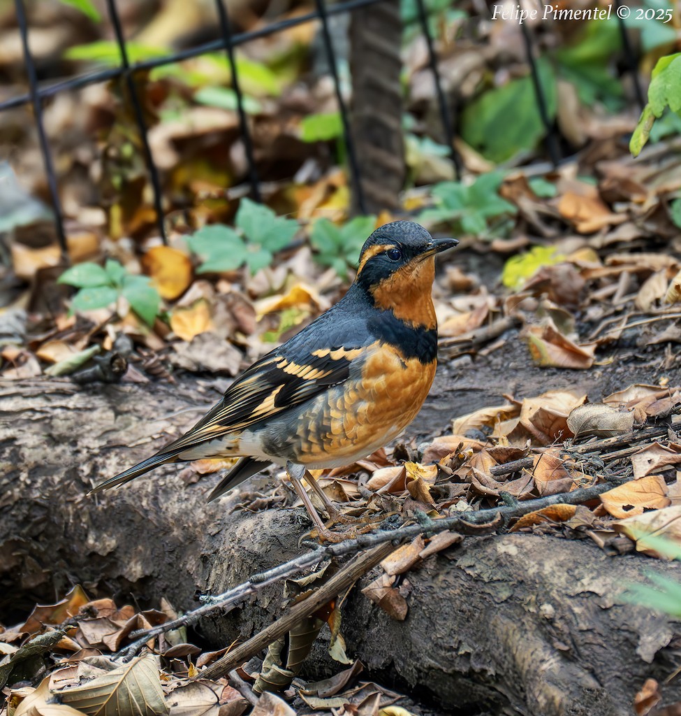 Varied Thrush - ML644329028