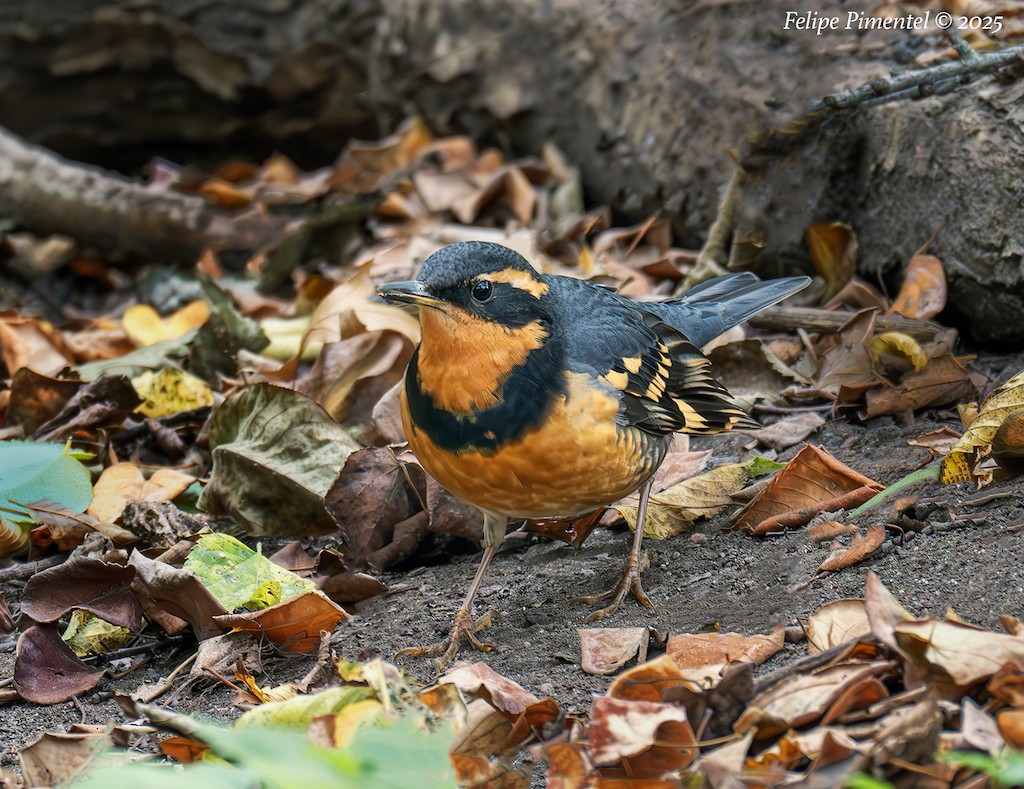 Varied Thrush - ML644329040