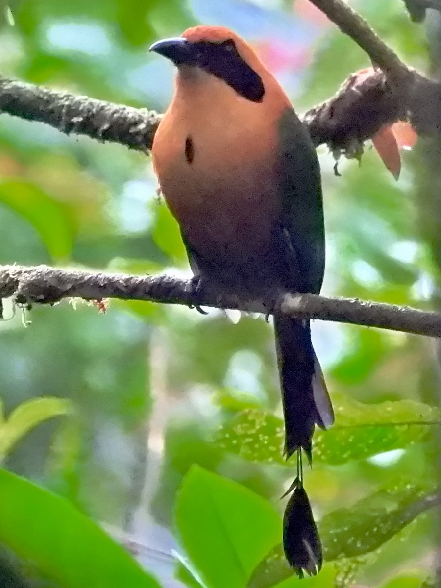 Rufous Motmot - Anonymous