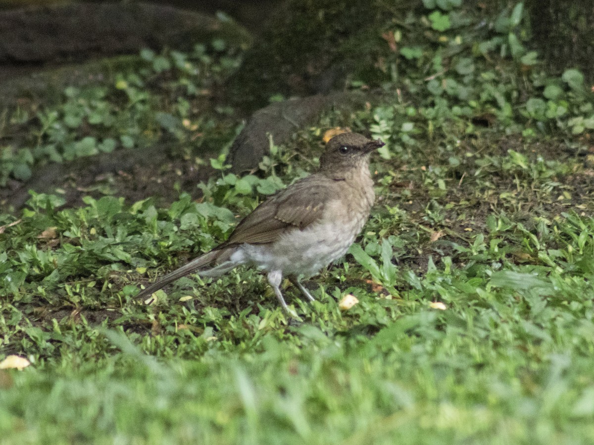 Black-billed Thrush - ML644329050