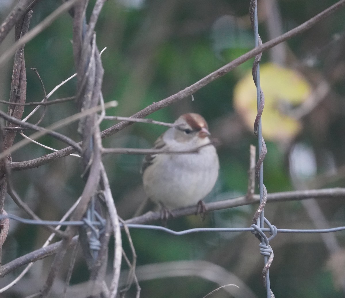 White-crowned Sparrow (Dark-lored) - ML644329051