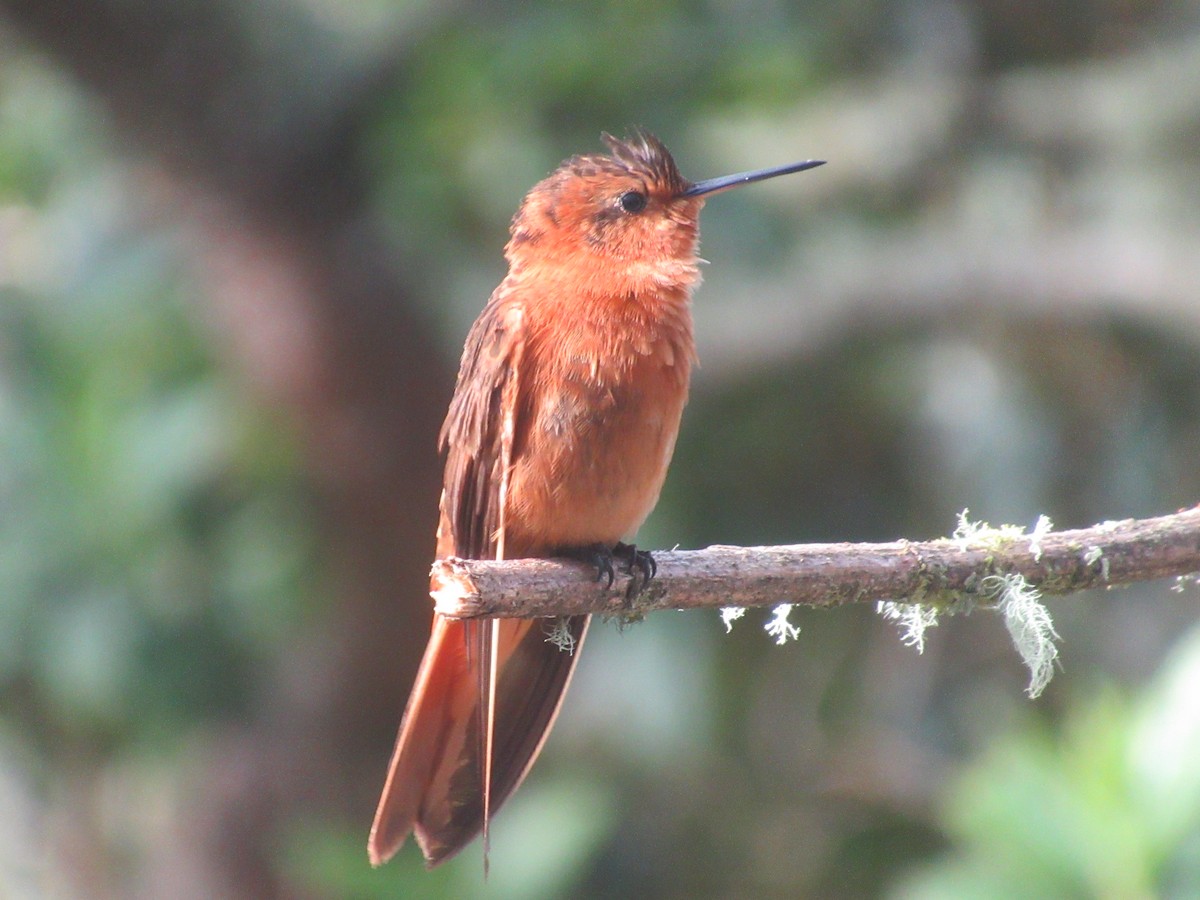 ニジハチドリ - ML644329079