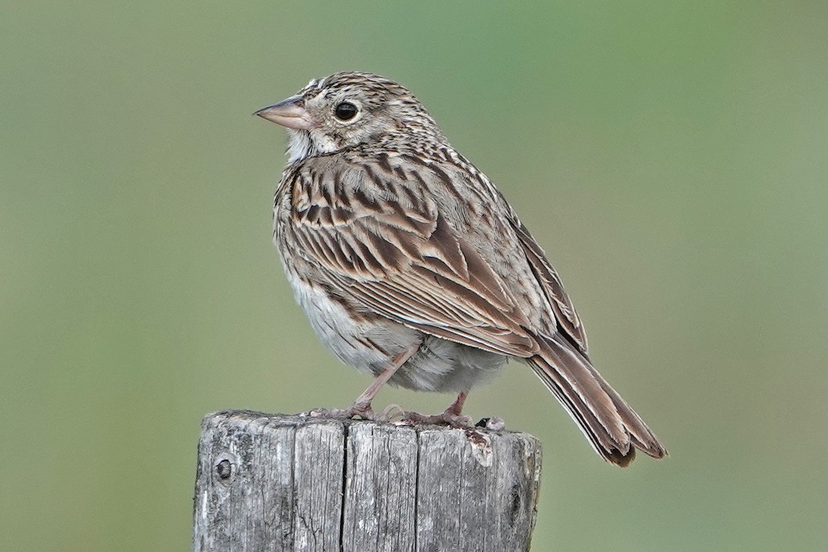 Vesper Sparrow - ML644329081