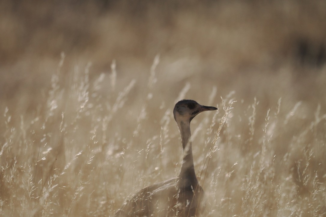 Rüppell's Bustard - ML644329089