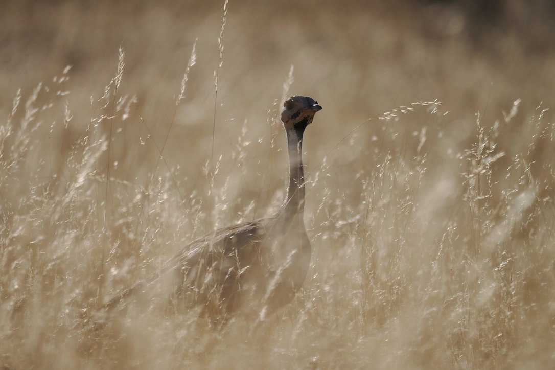 Rüppell's Bustard - ML644329099