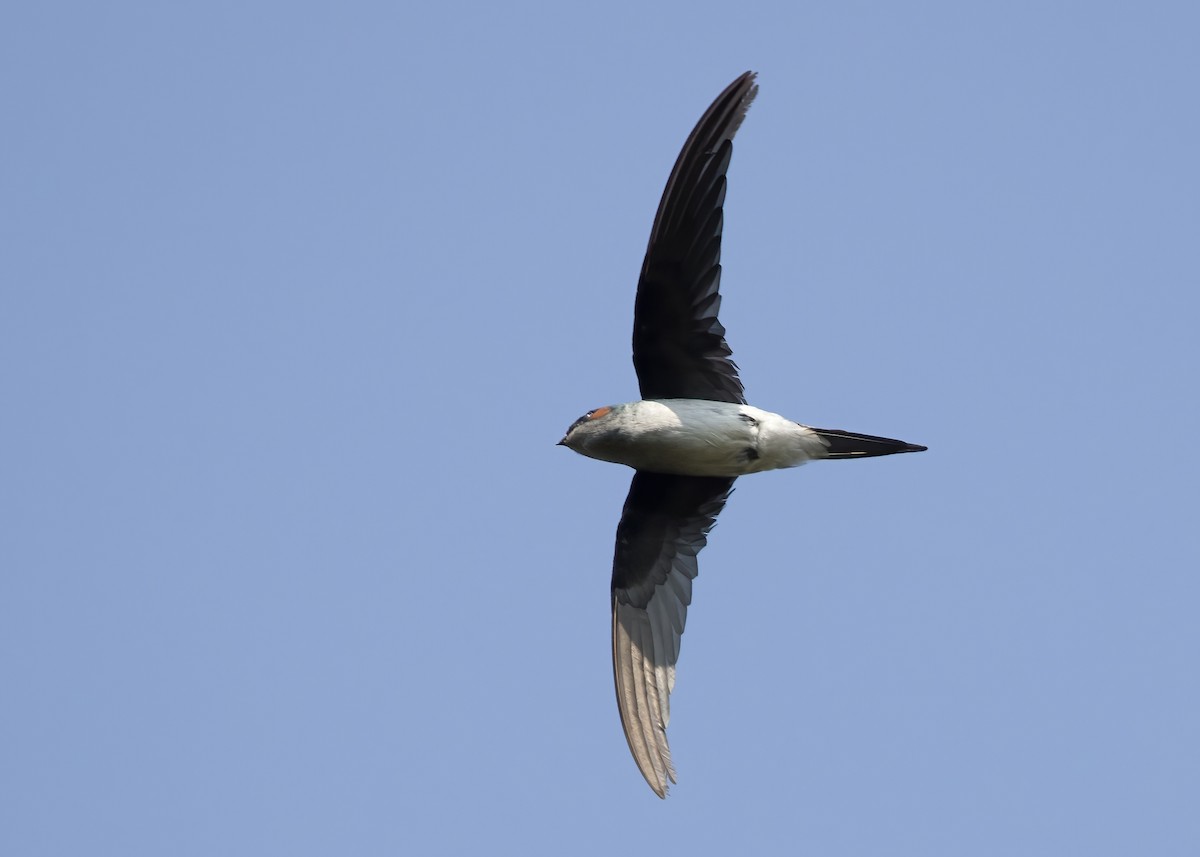 カンムリアマツバメ - ML644329110