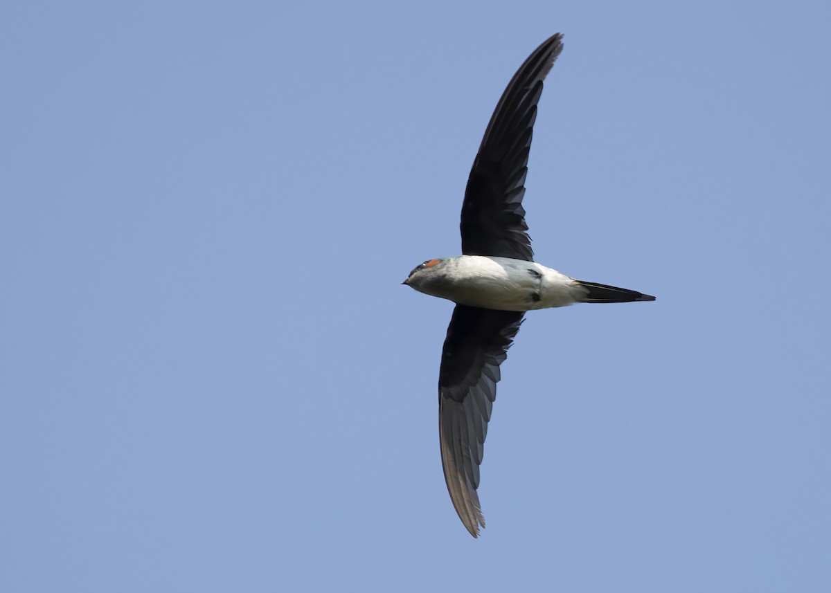 カンムリアマツバメ - ML644329111