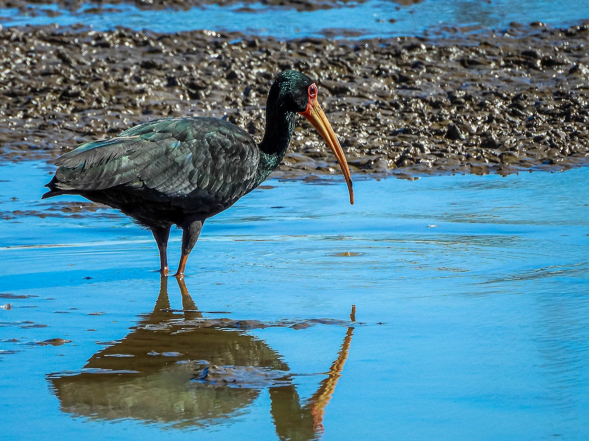 Bare-faced Ibis - ML644329113