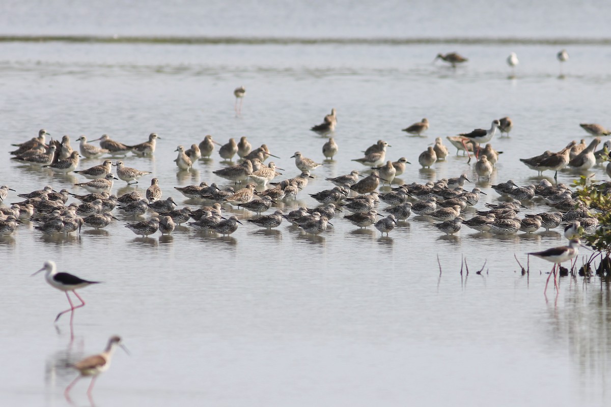 オバシギ - ML644329115