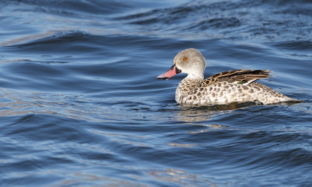 アカハシコガモ - ML644329119