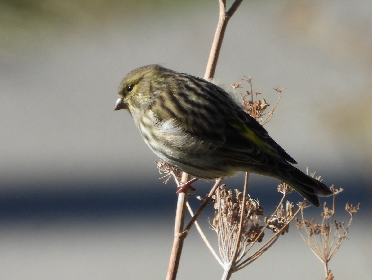 Verzellino - ML644329122