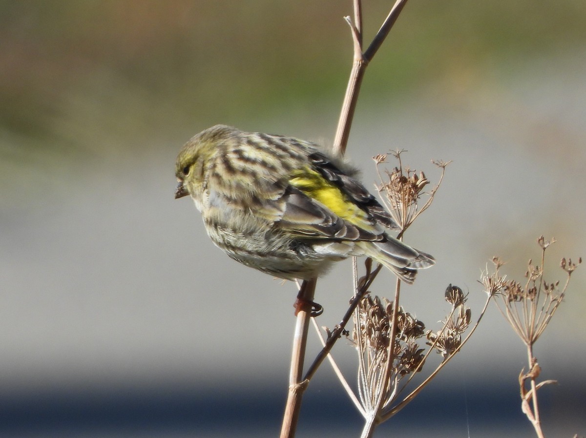 Verzellino - ML644329123