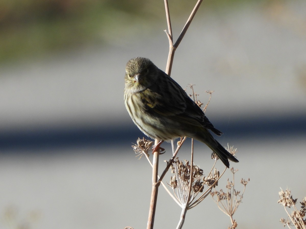 Verzellino - ML644329124