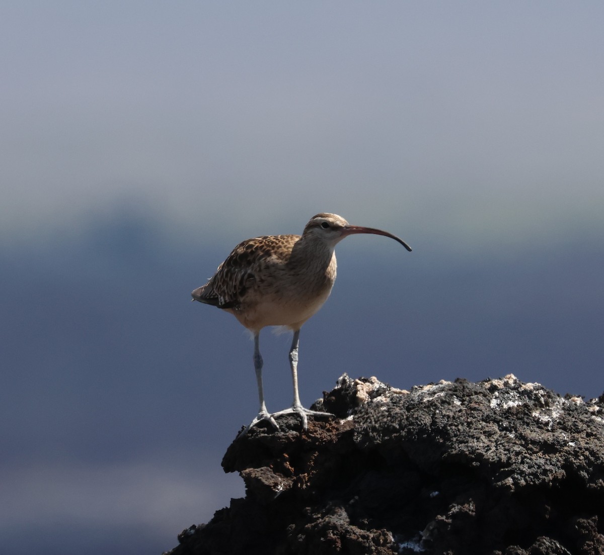 Bristle-thighed Curlew - ML644329134