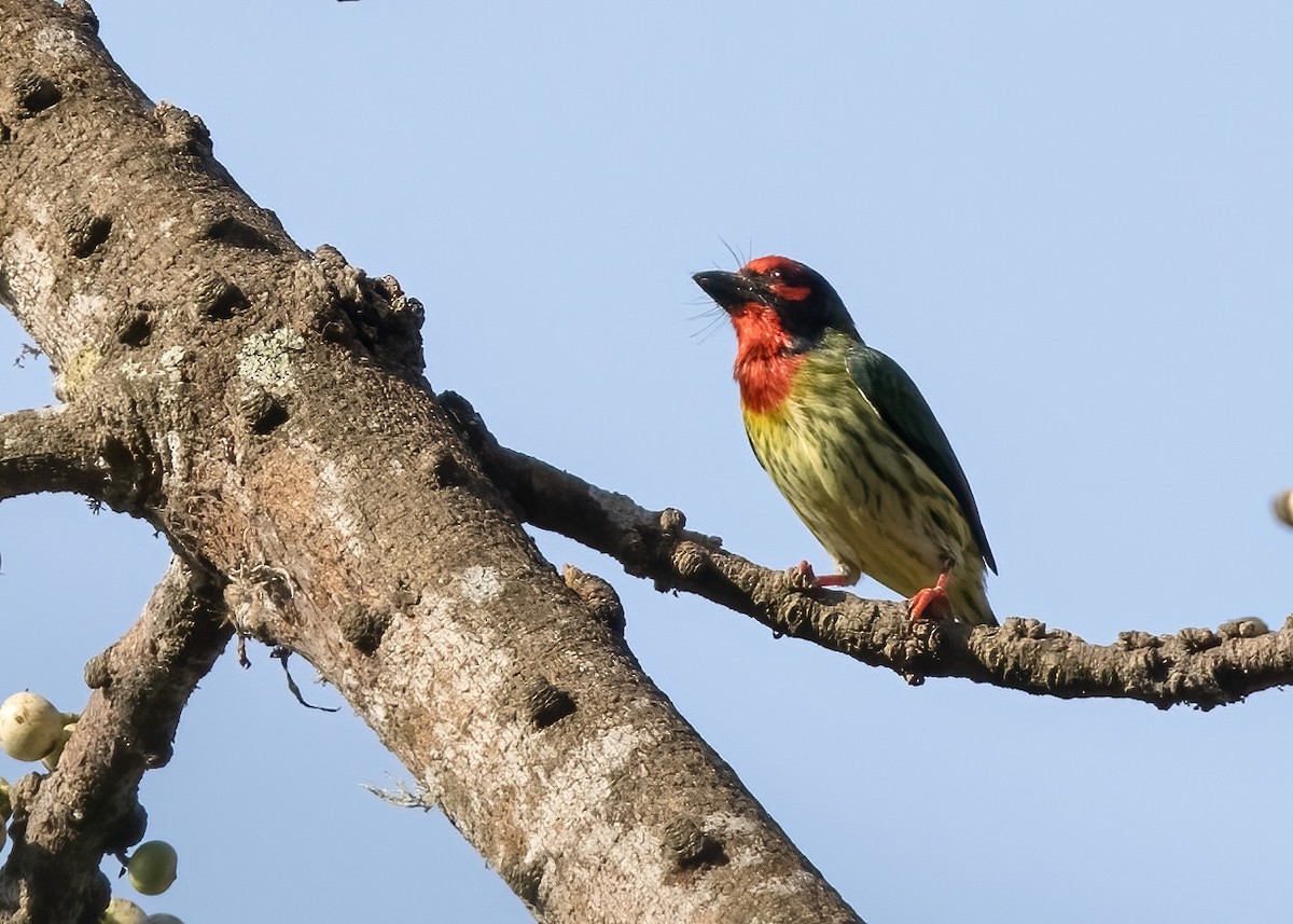Al Göğüslü Barbet (roseus) - ML644329140