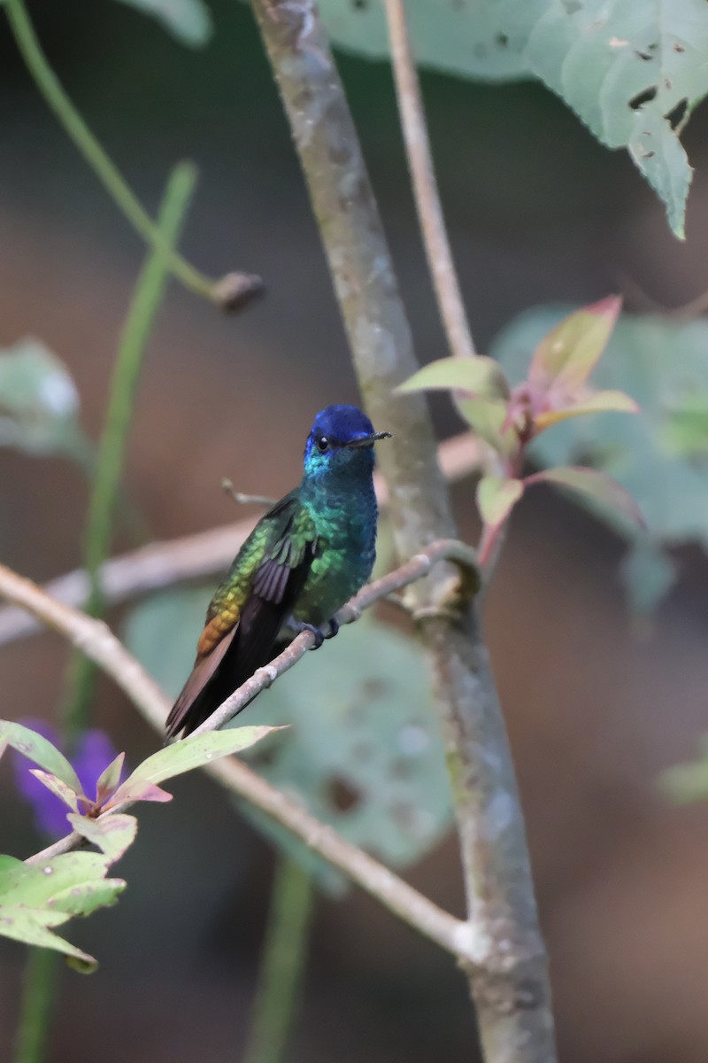 Golden-tailed Sapphire - ML644329143