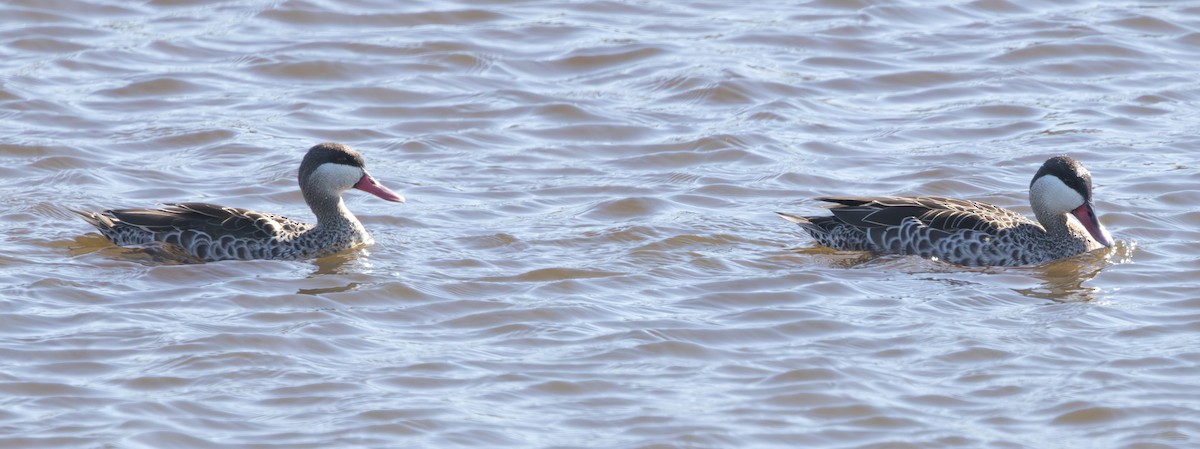 Red-billed Duck - ML644329154