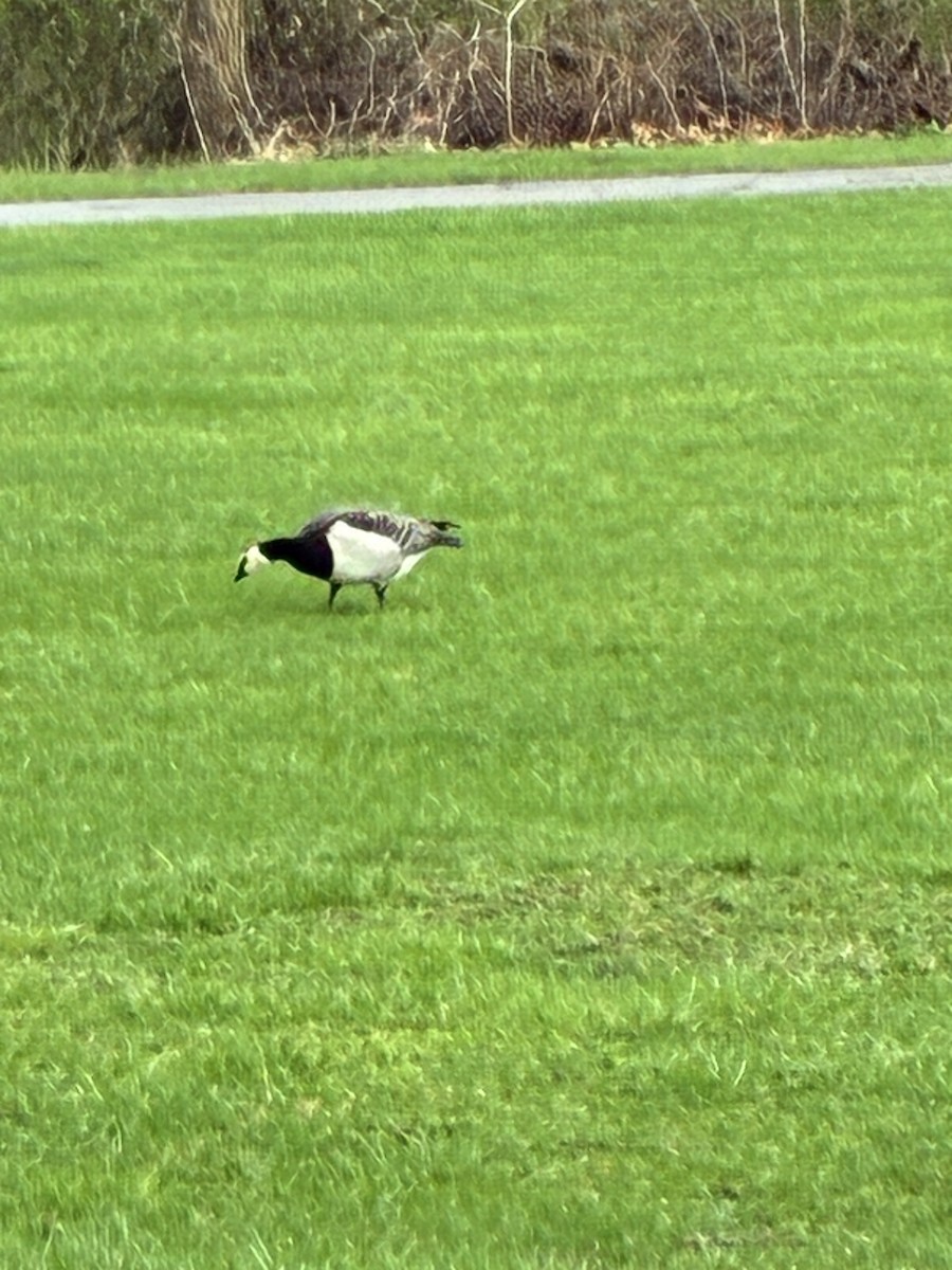 Barnacle Goose - ML644329157