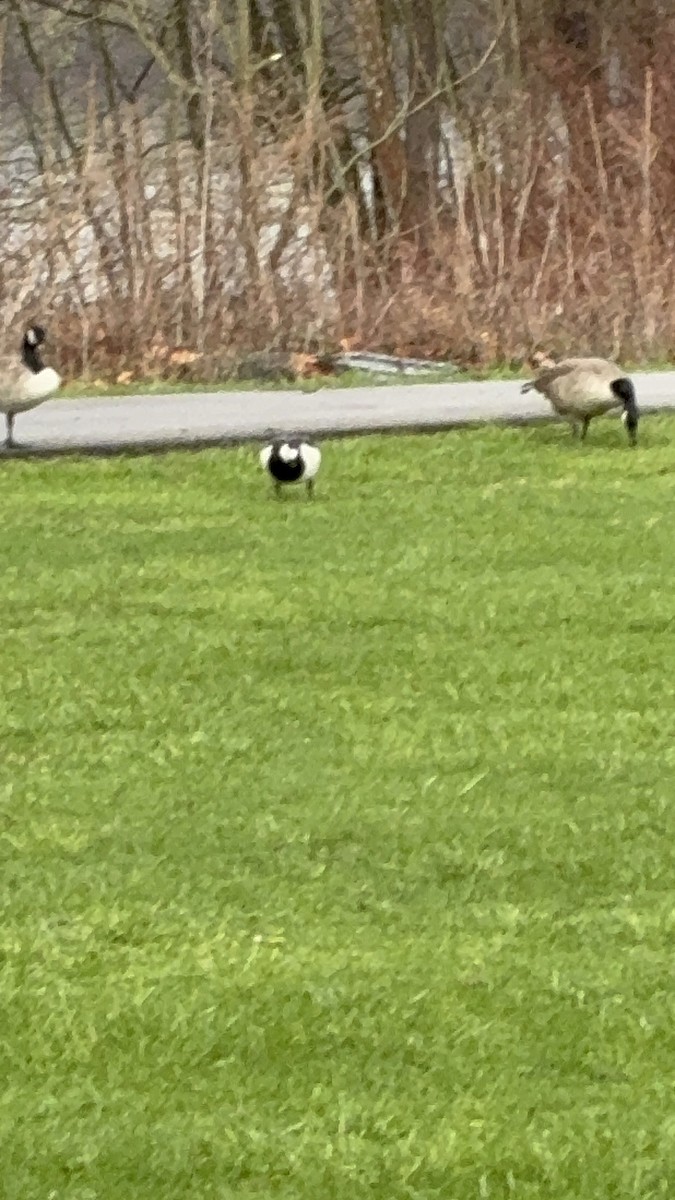 Barnacle Goose - ML644329158