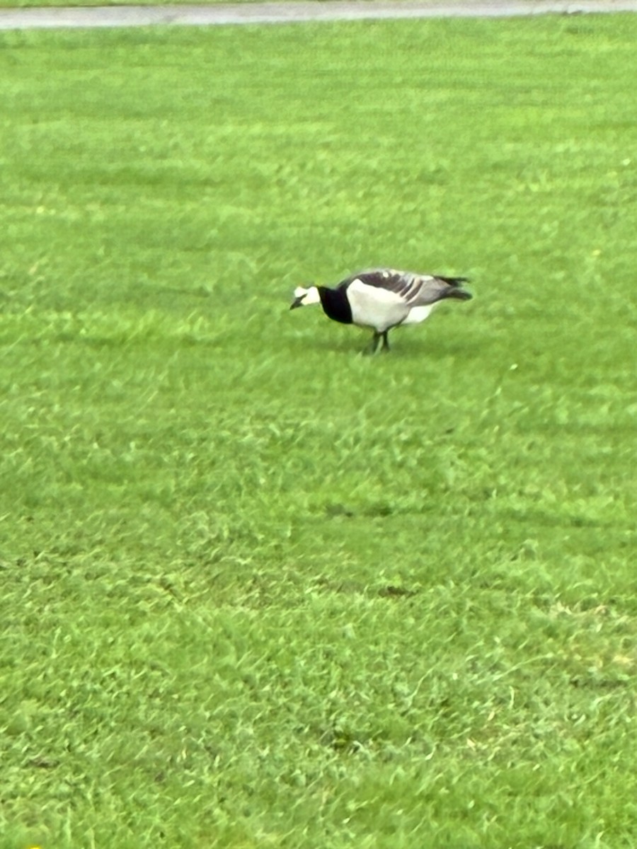 Barnacle Goose - ML644329159