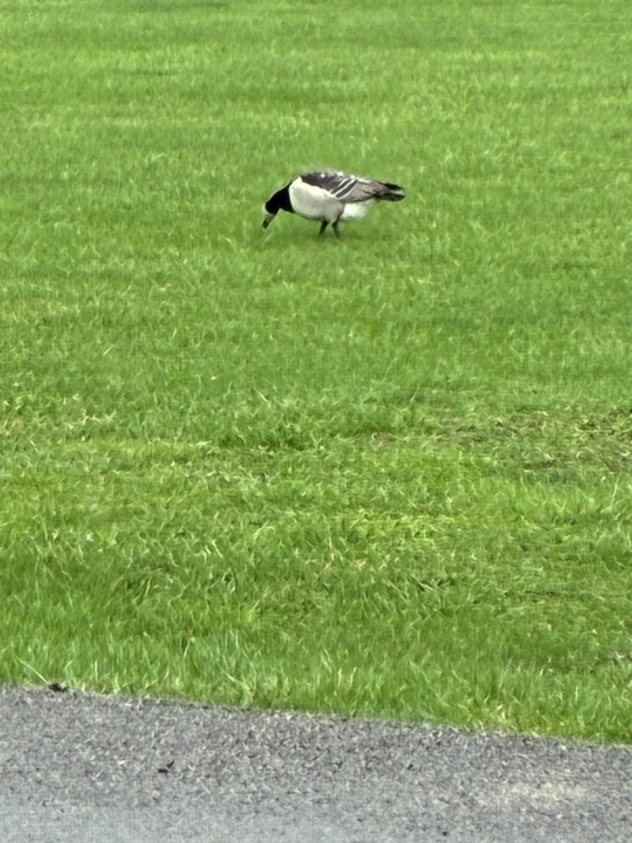 Barnacle Goose - ML644329160