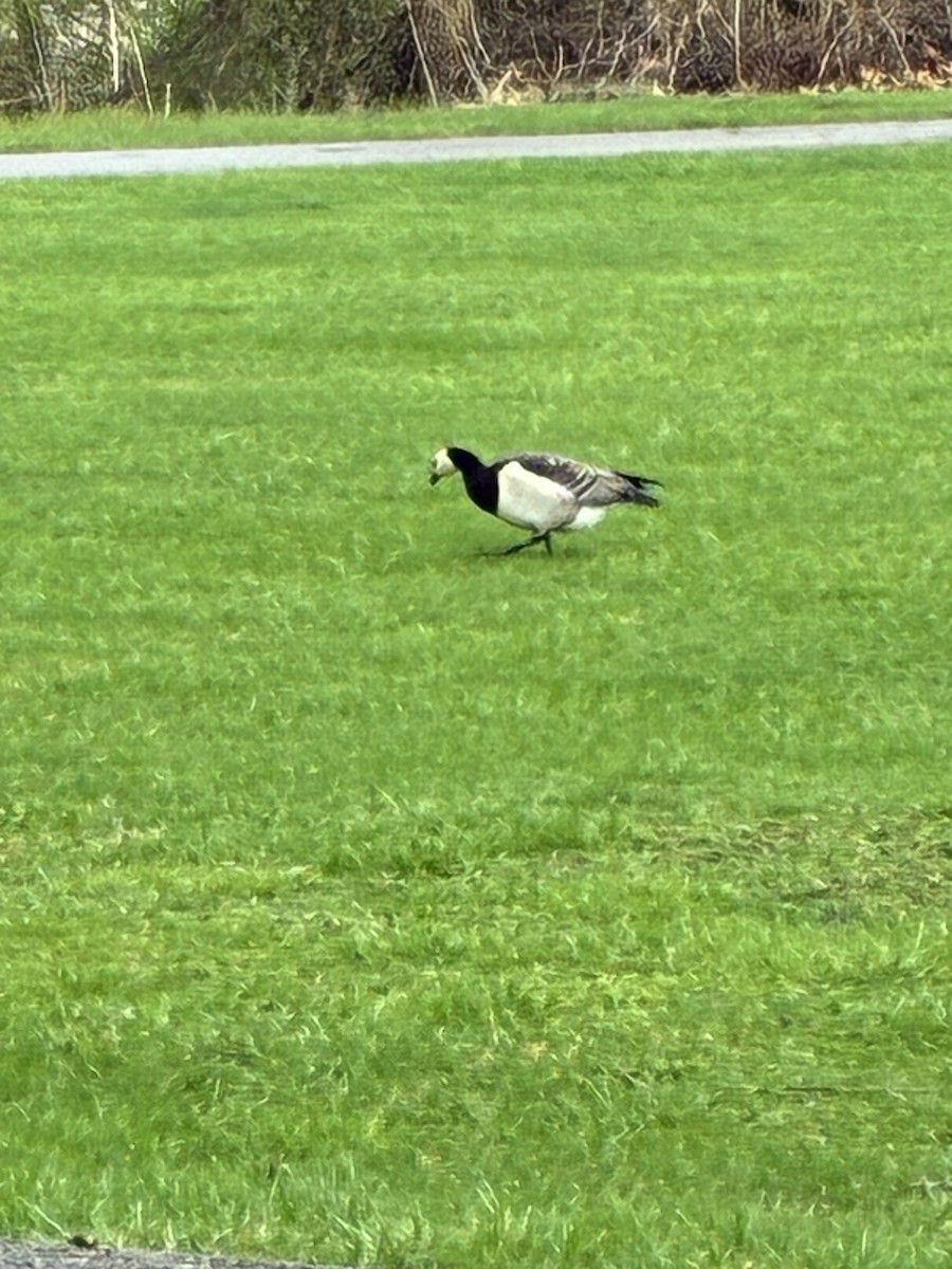 Barnacle Goose - ML644329161