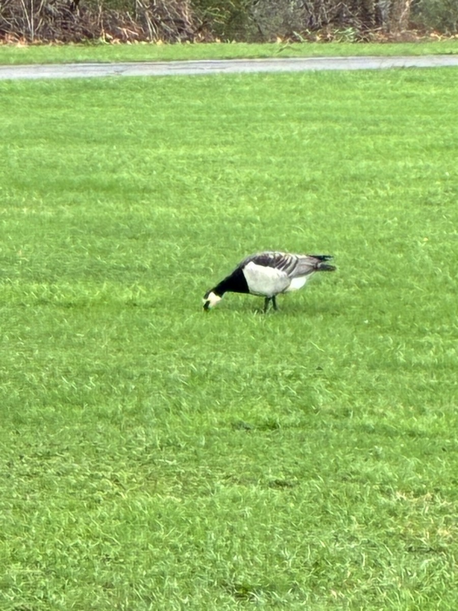 Barnacle Goose - ML644329162