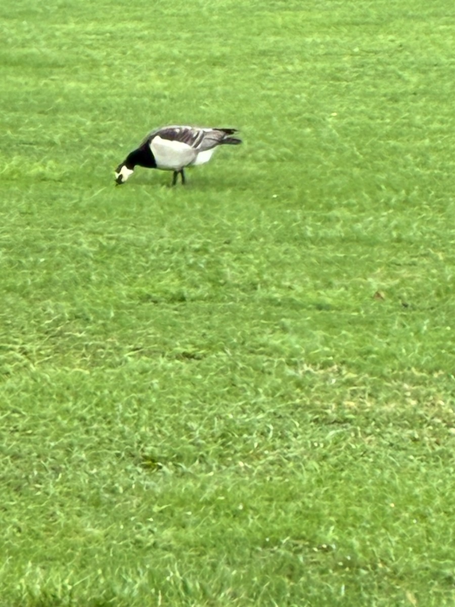 Barnacle Goose - ML644329163
