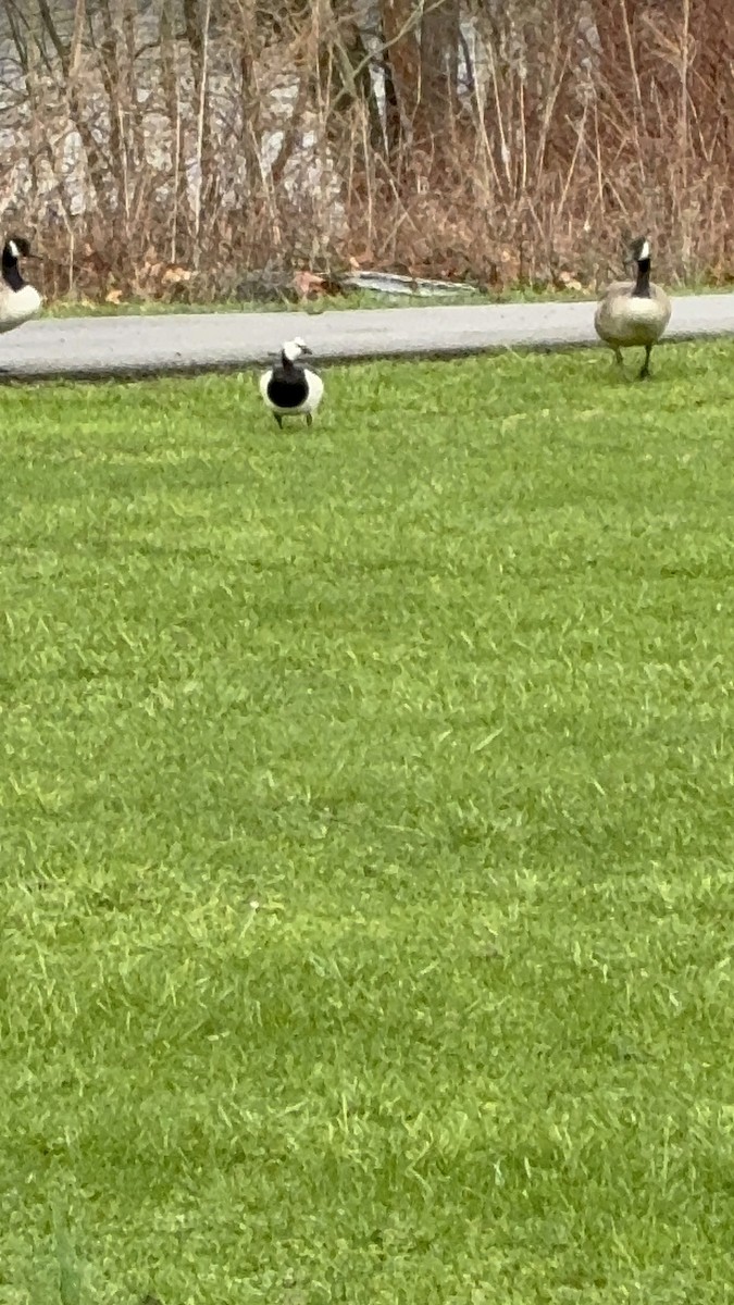 Barnacle Goose - ML644329164