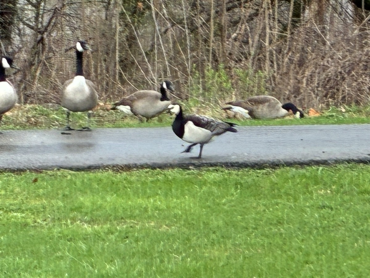 Barnacle Goose - ML644329166