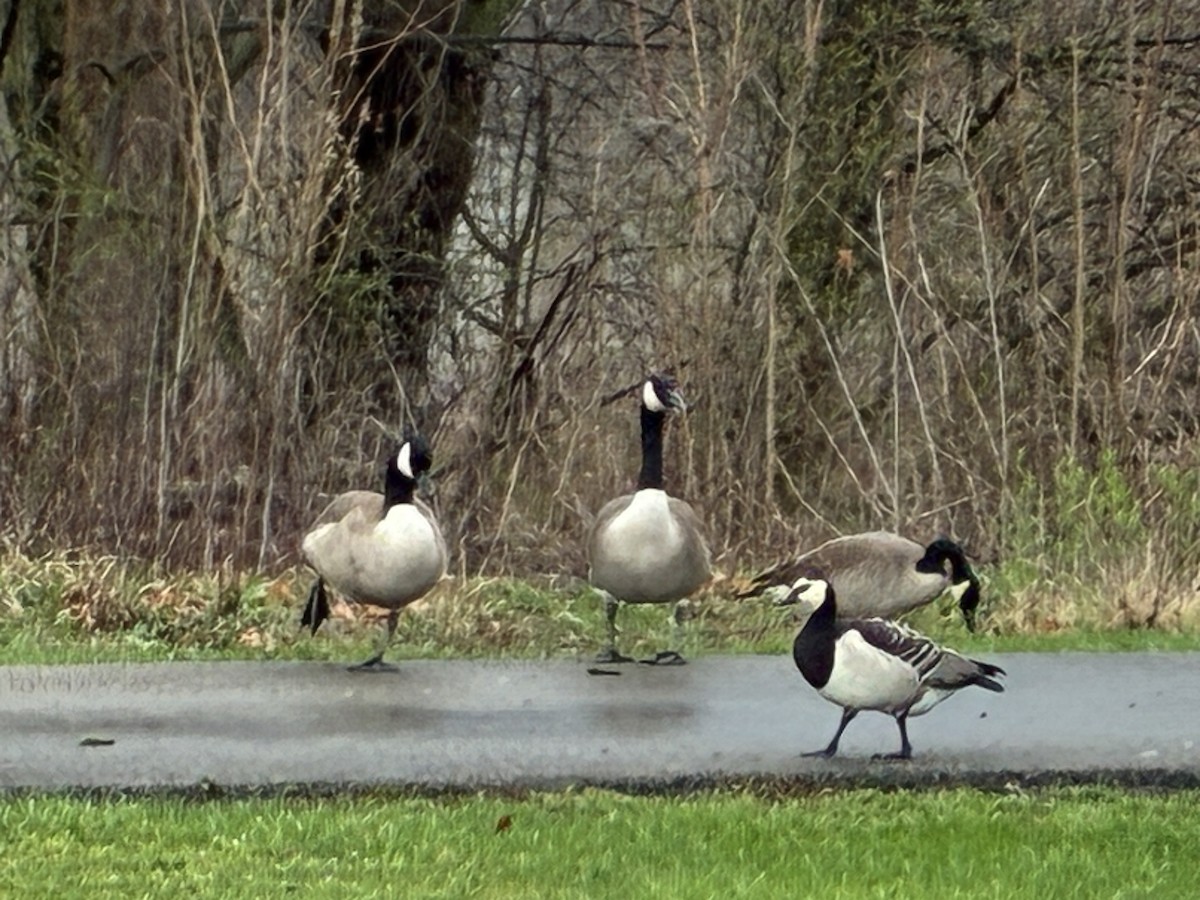 Barnacle Goose - ML644329167