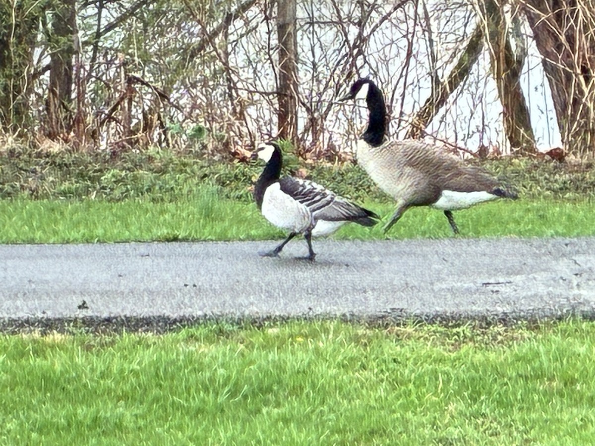 Barnacle Goose - ML644329172