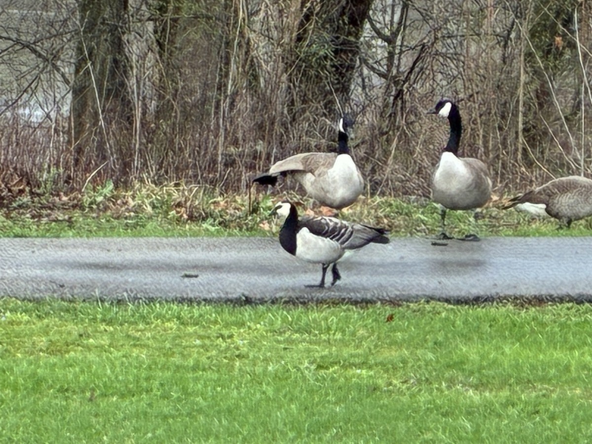 Barnacle Goose - ML644329173