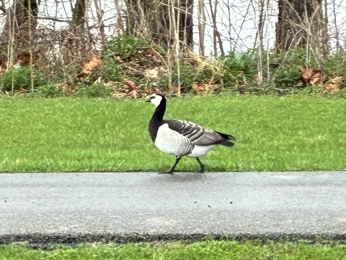 Barnacle Goose - ML644329174