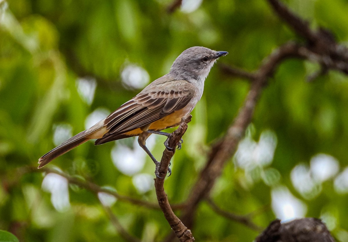Suiriri Flycatcher - ML644329186